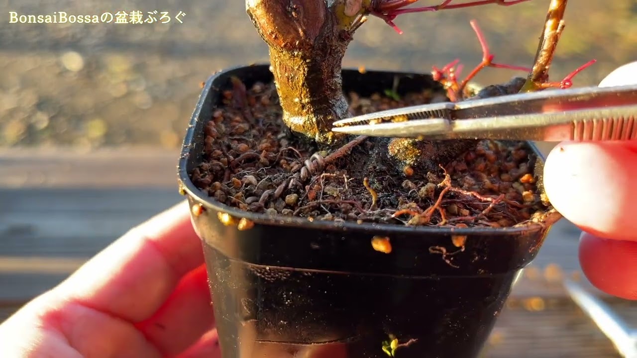 YMJ6】足元の穴改善は来年かな。山もみじを冬支度 #盆栽 #bonsai - YouTube