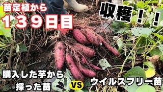 苗定植後139日目のサツマイモの収穫【購入した芋から採った苗