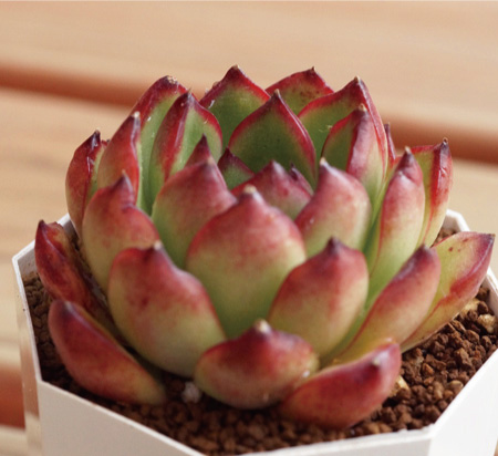 プリリンゼアナ】の紹介ページ｜E-TANIKU（イータニク）