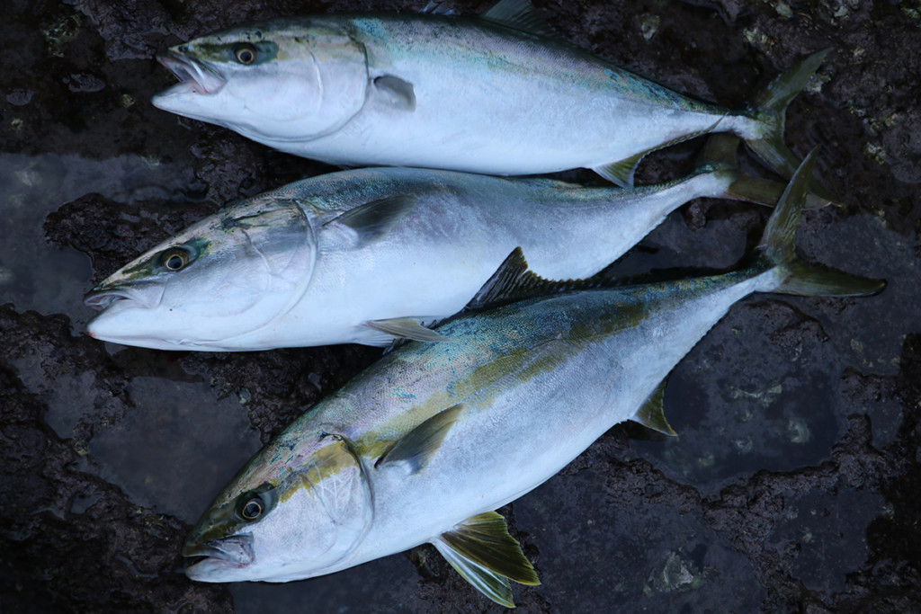 美品がまかつ ラグゼ ショアゴリラR 100XXH ヒラマサカンパチ青物