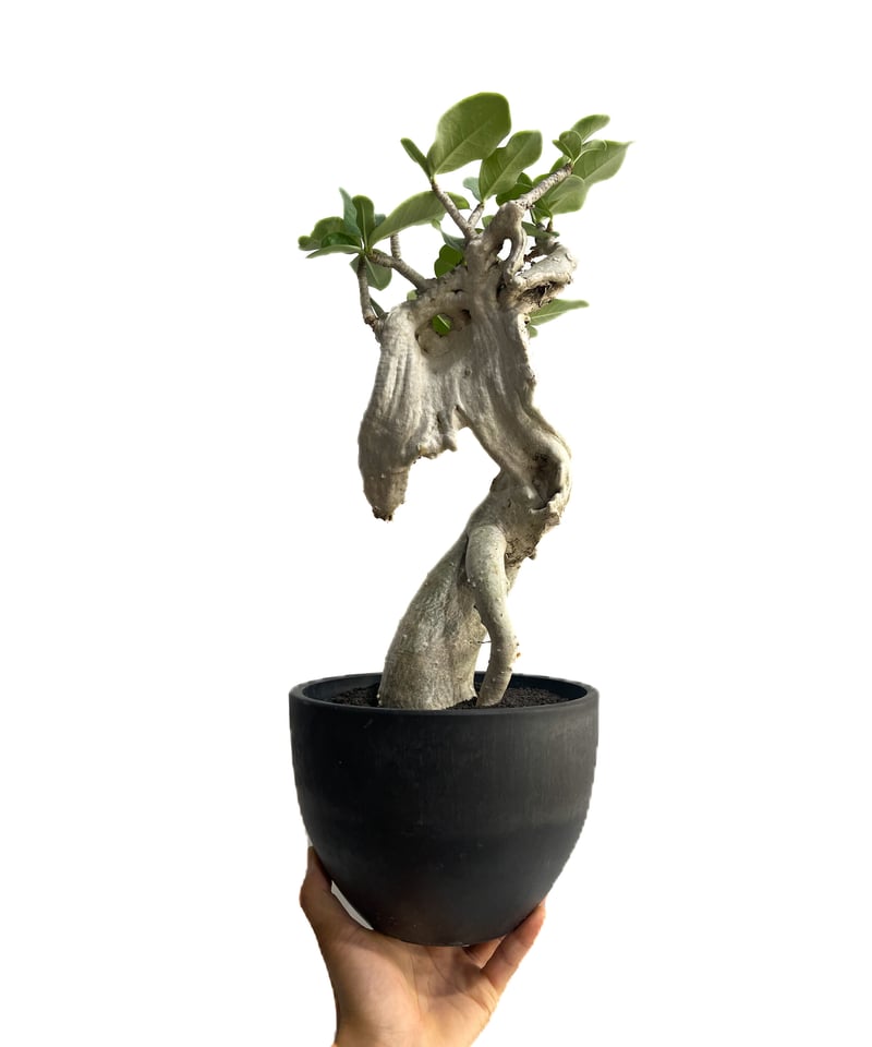 アデニウム アラビカム 'Bonsai スタイル'「Adenium arabicum 'Bon