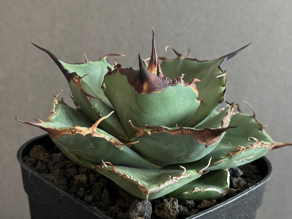 アガベ・チタノタ 黒豹（小株）-025｜agave titanota black panthe