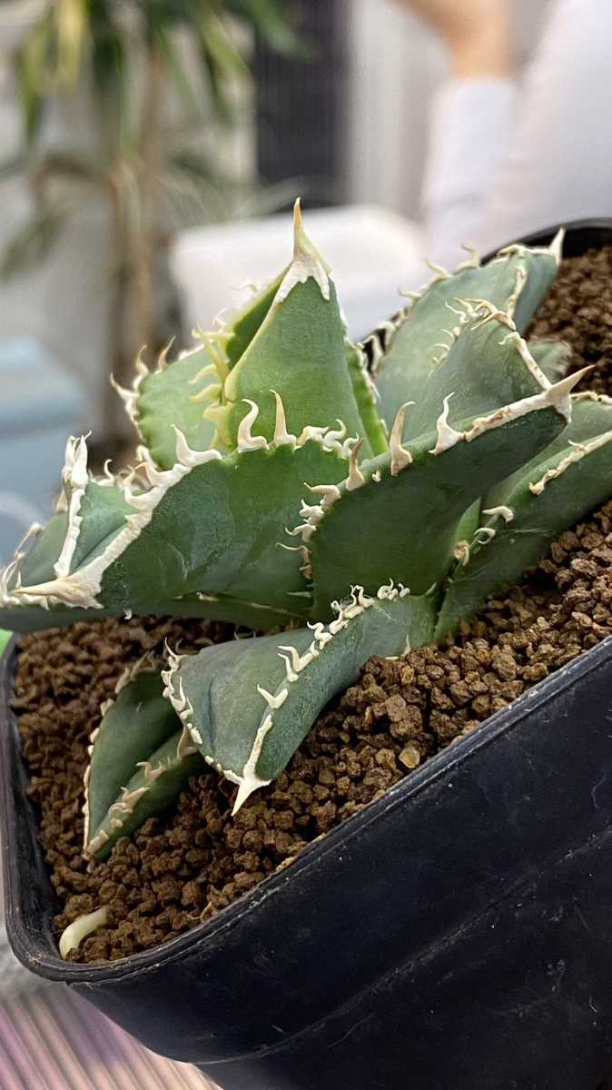 アガベ ivory w.a 子株 ② AGAVE IVORY “WA” OC 子株 アガベ