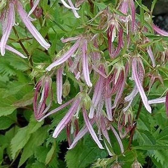 園芸ネット本店｜カンパニュラ（ホタルブクロ）：ピンクオクトパス4.5