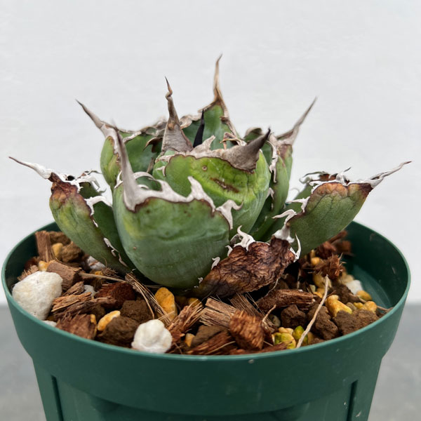 定番，格安 467上澳園芸 アガベ Agave チタノタ 白鯨錦 陰陽斑 縞 【龍園