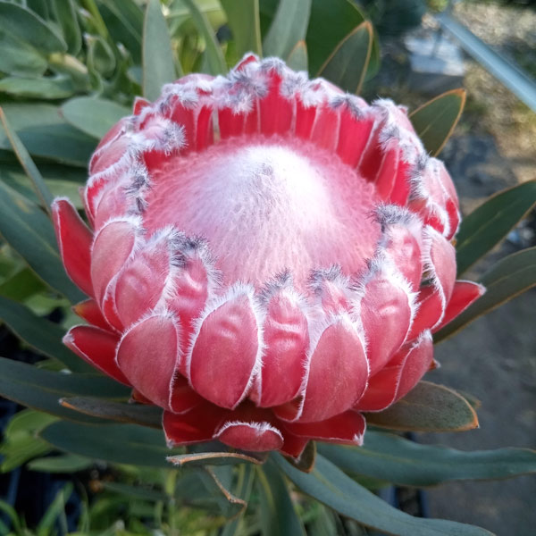 園芸ネット本店｜プロテア：オーストラリスピンク 7号鉢植え25-01 の