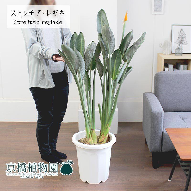 ストレチア/ストレリチア・レギネ 10号 : 花のアリマツ Yahoo!店