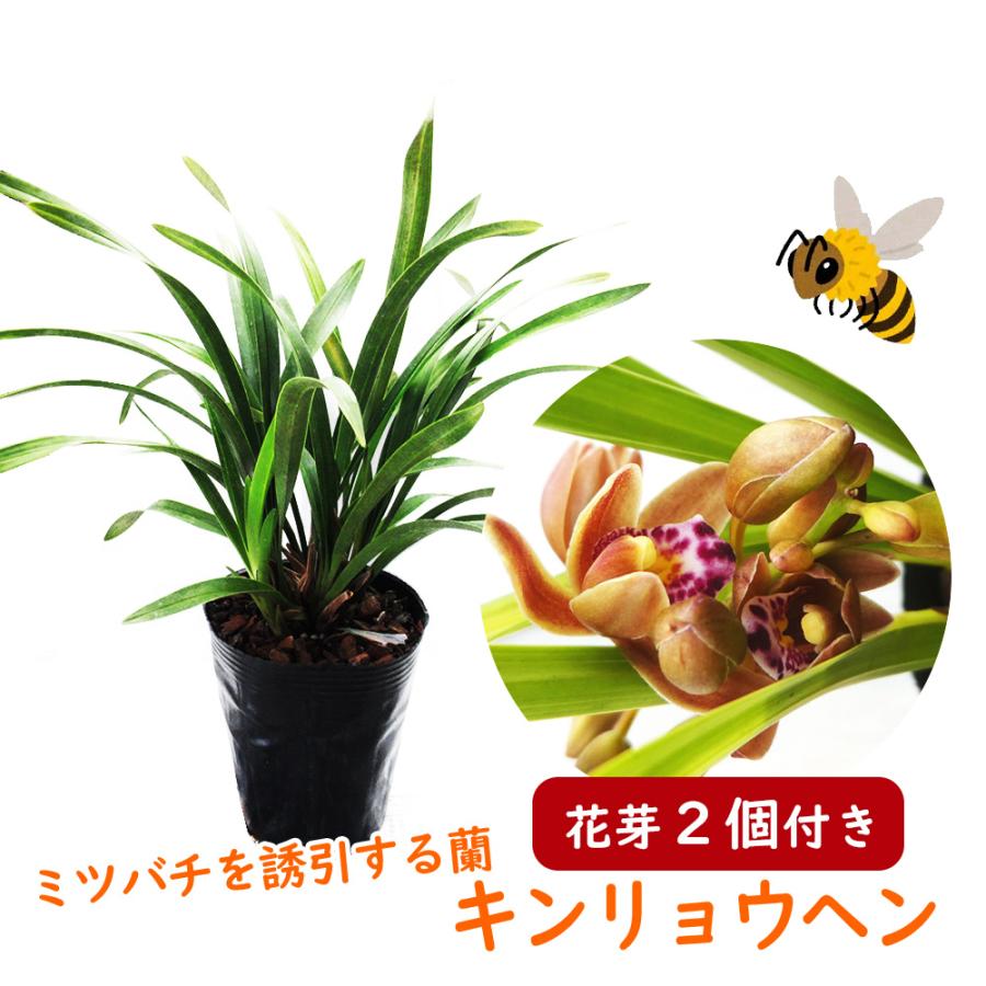 花芽2つ付き 】キンリョウヘン（ 金稜辺 ）5号鉢 ニホンミツバチを