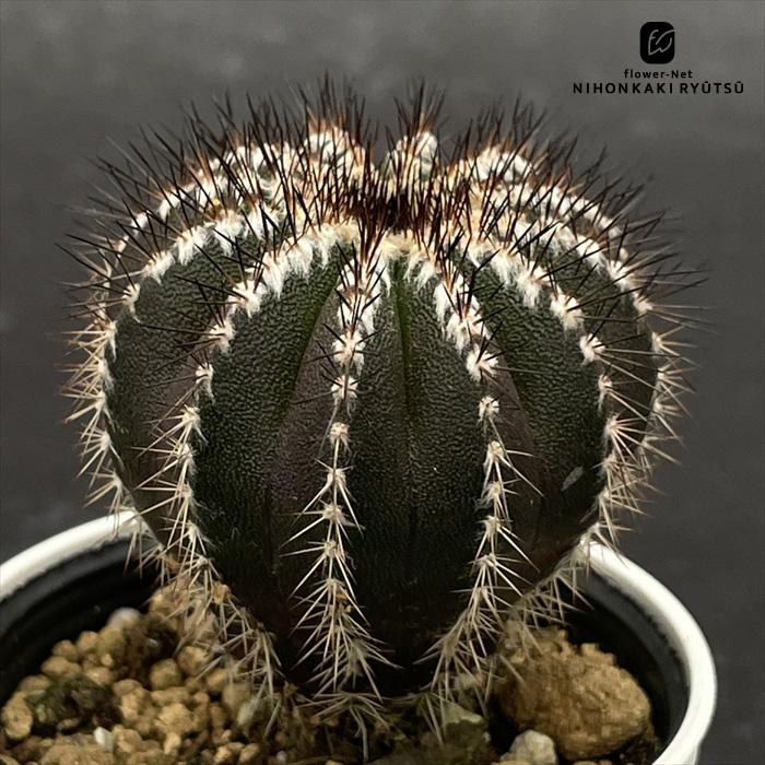 日本花キ流通 caサボテン ペクチニフェラ 実生 6cmポット 送料無料