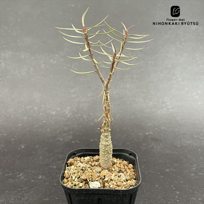 日本花キ流通 多肉植物 caユーフォルビア バルサミフェラ 実生 9cm
