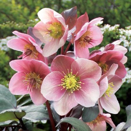 冬咲きクリスマスローズ HGCピンクフロスト 13.5cmポット1苗（2年生苗