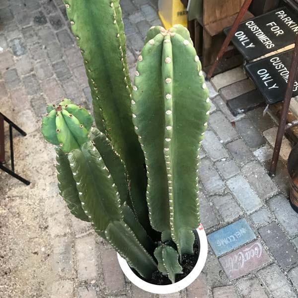 5頭立ち サボテン 柱サボテン 鬼面角 多肉植物 尺鉢 10号 : LeaMalapua