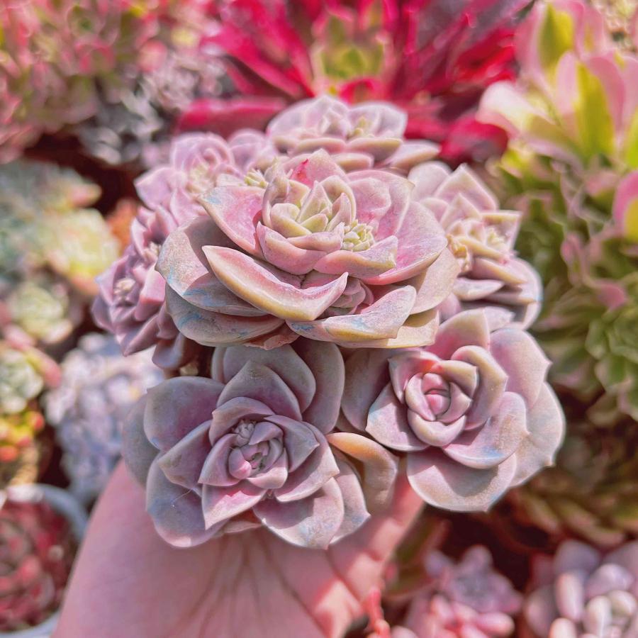 多肉植物 ピンクラブリーローズ 7頭 るる農園 : るる農園 - 通販