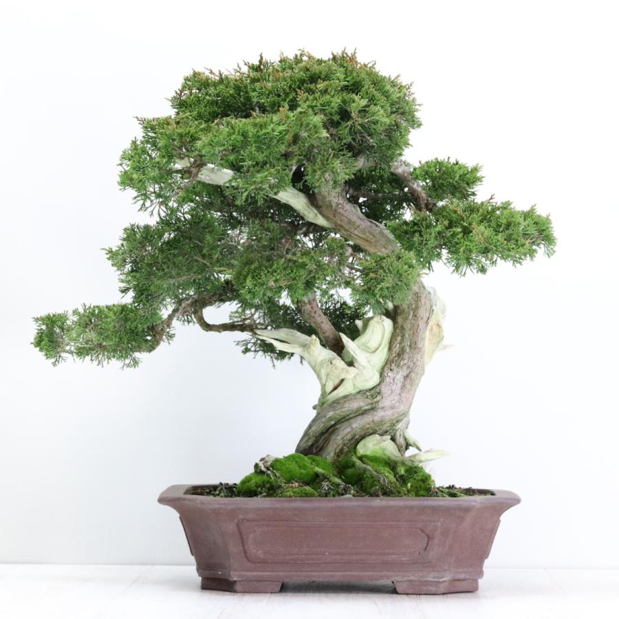 大品盆栽：極上糸魚川真柏 現品 しんぱく シンパク Shinpaku 送料無料