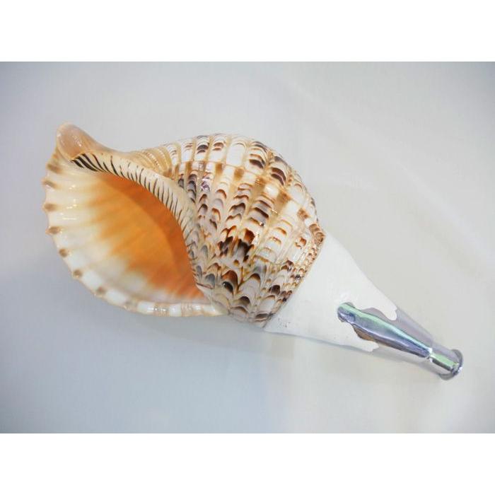 法螺貝・歌口付 サイズ35cm-37cm 真言タイプ : 和楽器総合販売 ONIKKO