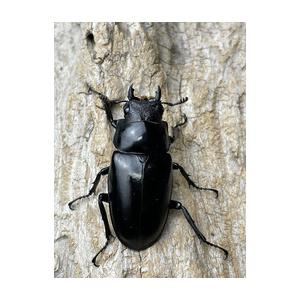 大型：♂111mm♀52.8mm】ギラファノコギリクワガタ【フローレス島