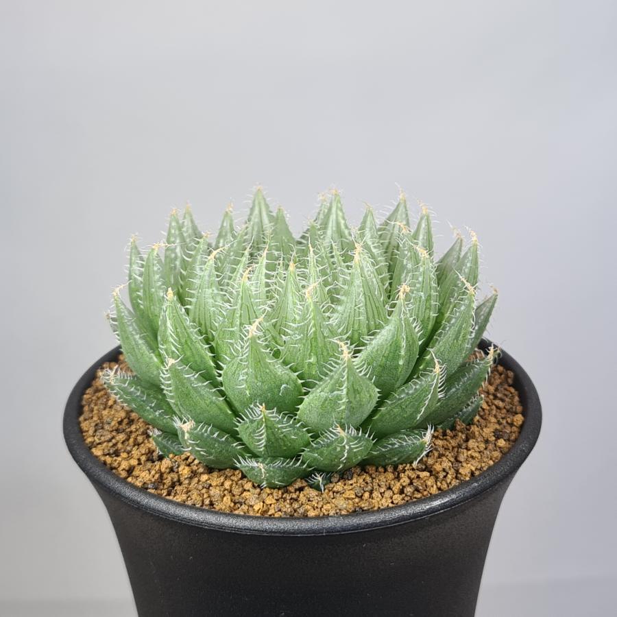 ハオルチア・羽衣 9cm鉢 : カクタス長田 Yahoo!ショッピング店 - 通販