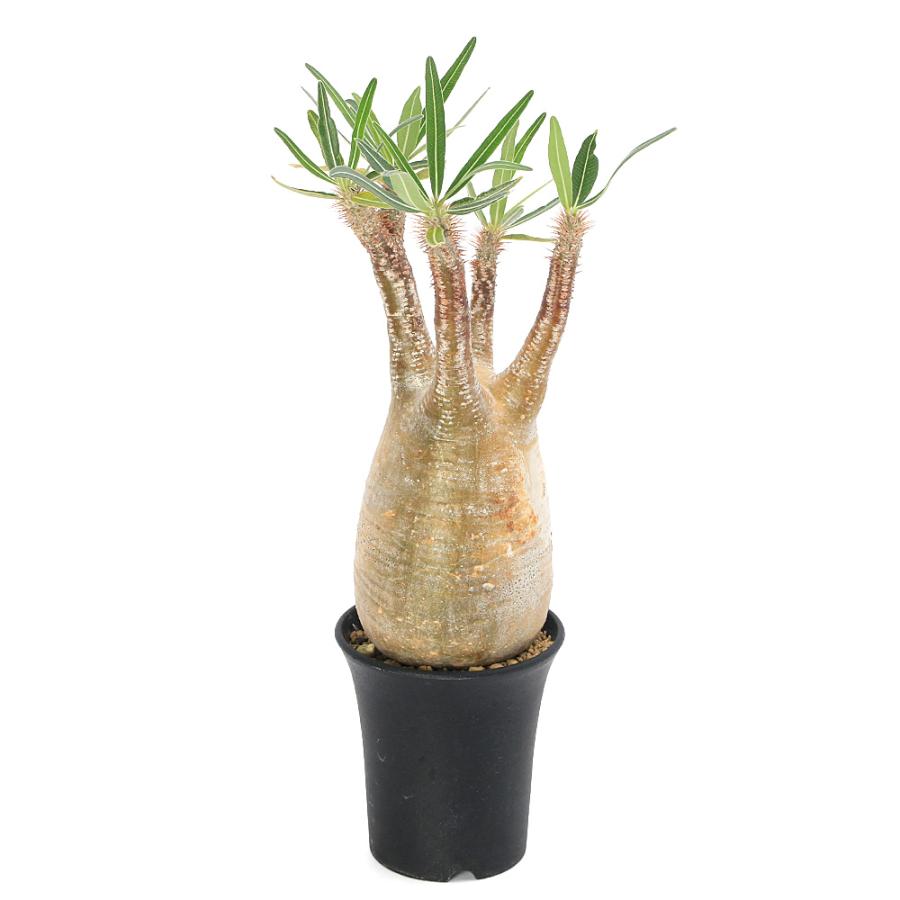 多肉植物）一点物 パキポディウム グラキリス 現地株 発根確認済み 3