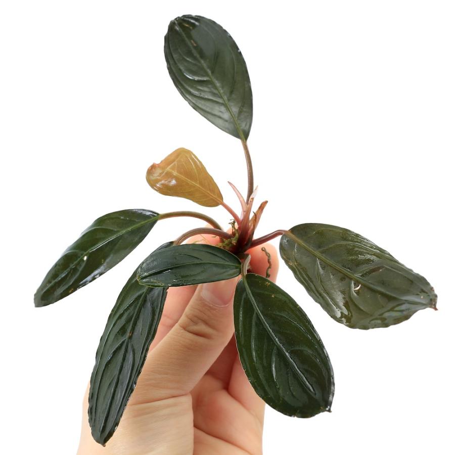 水草）ブセファランドラsp．アキレスブラック（水上葉）（1株