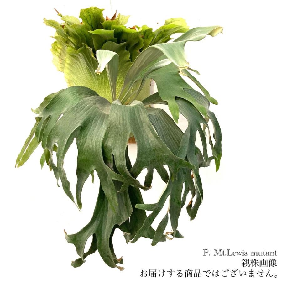 現品) ビカクシダ マウントルイス ミュータント (pup) (No.41139