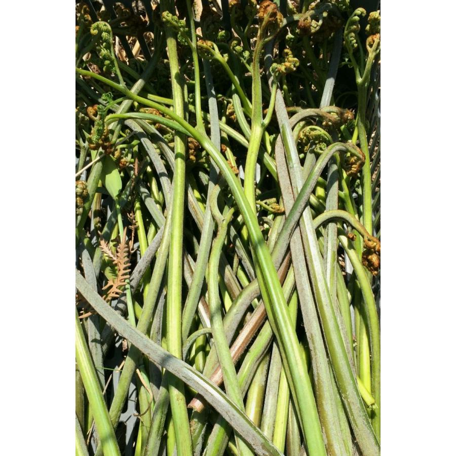 わらび 1kg 北海道山菜 とかち産 天然 朝採り ワラビ 蕨 : カルシの