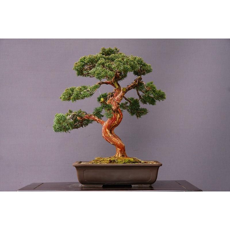 株）一樹園 真柏 大品盆栽／樹齢35年 : 一樹園 - 通販 - Yahoo