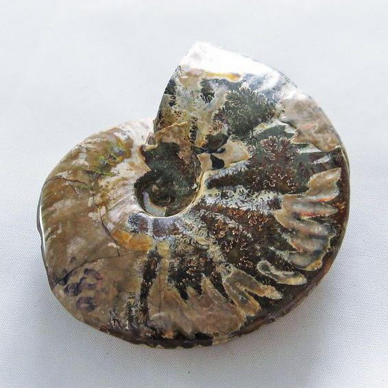 虹入り アンモナイト 化石 t570-4606 : 誠安天然石専門店 - 通販