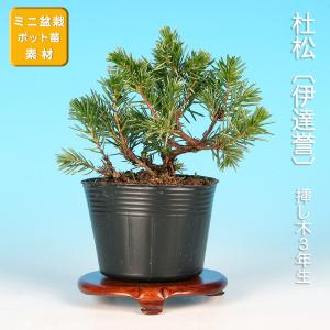 苗：白芽八房蝦夷松(小) 黒ポット(えぞ松) : 遊恵盆栽 Yahoo!店 - 通販
