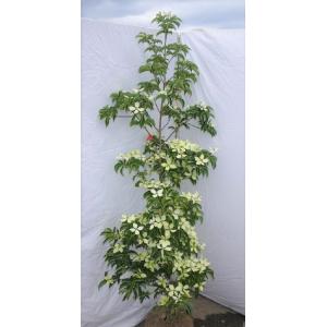 希少品種 アオダモ 特大株立ち 約2.5m 送料無料 : 大福樹苗園 - 通販