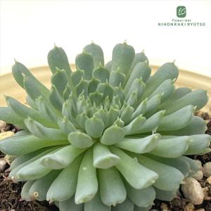日本花キ流通 多肉植物 skエケベリア リンゼアナ 多肉植物 エケベリア