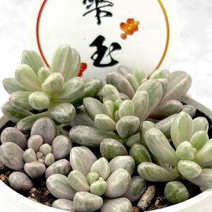 農園直売 多肉植物 寄せ植え アエオニウム属 ガーネット白斑錦（群