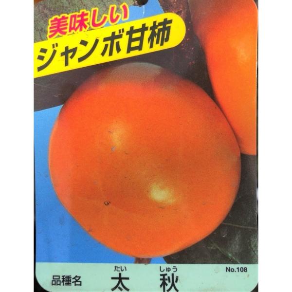 太秋柿の木 約2m 特大株 大秋柿 植木苗木 ジャンボ甘柿 タイシュウ柿