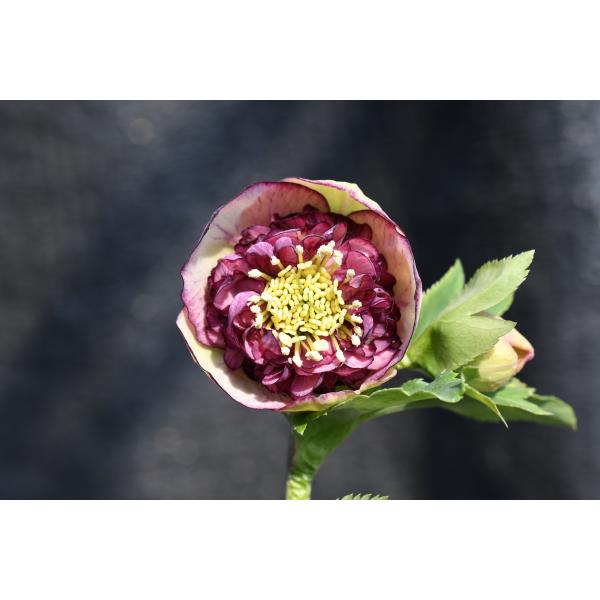 クリスマスローズ開花株 SDモーリー毬姫 445 現品限り : 金井園芸