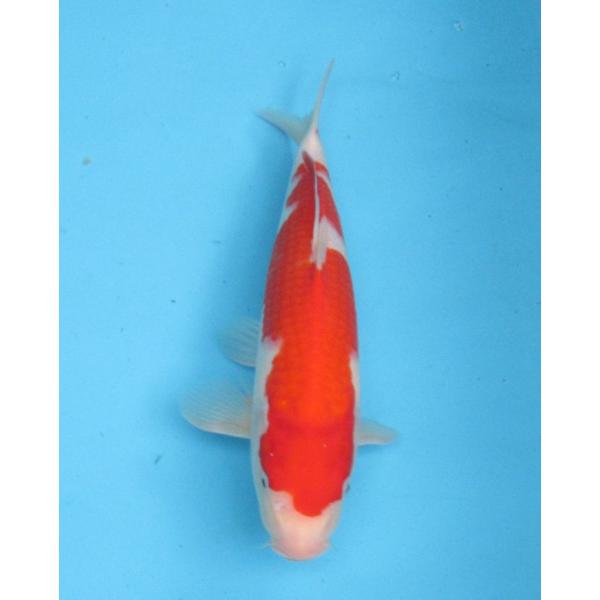 錦鯉 No16 大正三色 令和6年産32cm 生産証明書付き 錦鯉 : アキカン