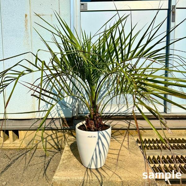 ココスヤシ 7号 鉢カバー 樹高80cm前後(鉢底から) ヤシノキ 椰子の木