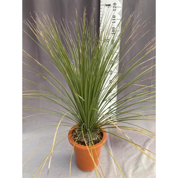 現品】ダシリリオン・ロンギシマム9号あ5番