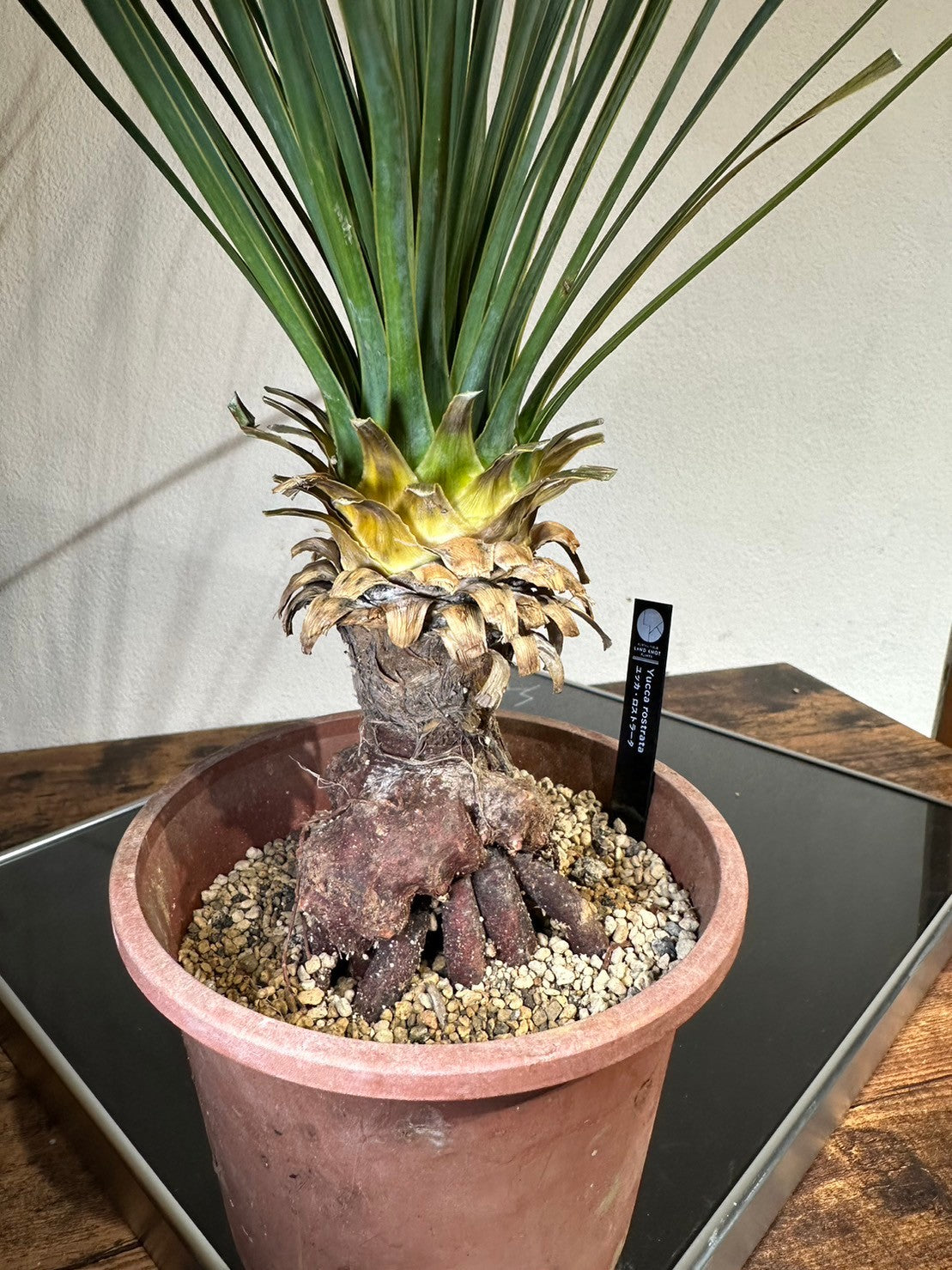 専用出品 耐寒性ユッカ ロストラータ40株鉢植え発送 専用出品 耐寒性