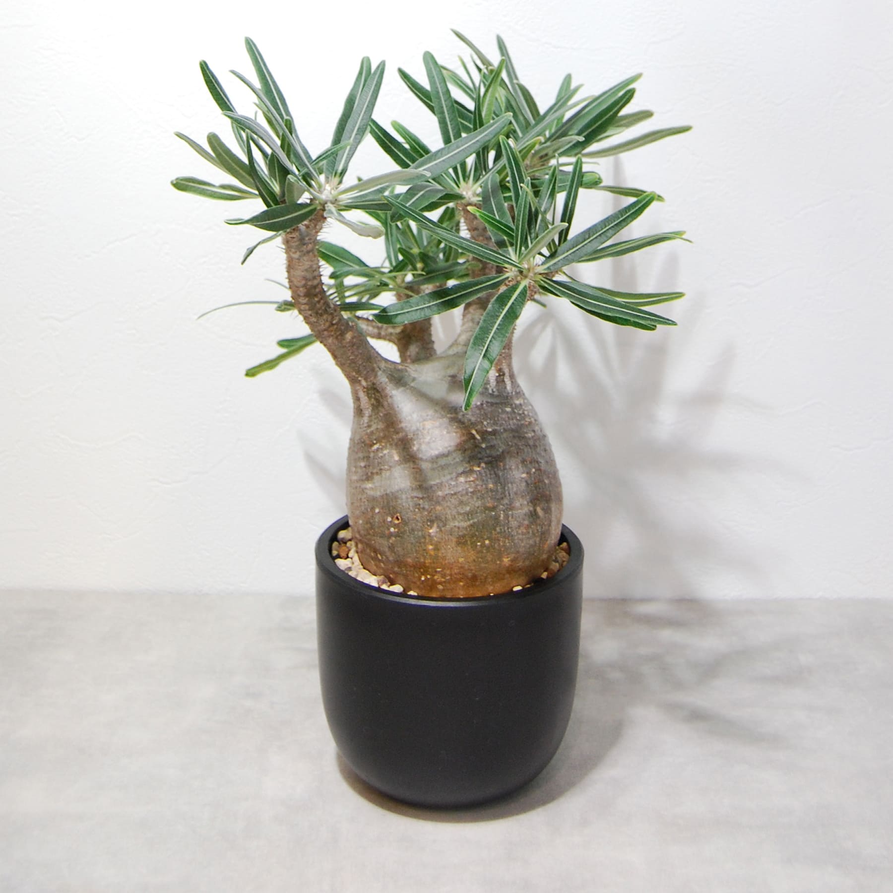 パキポディウム・グラキリス（グラキリウス）002 – linkplants -リンク