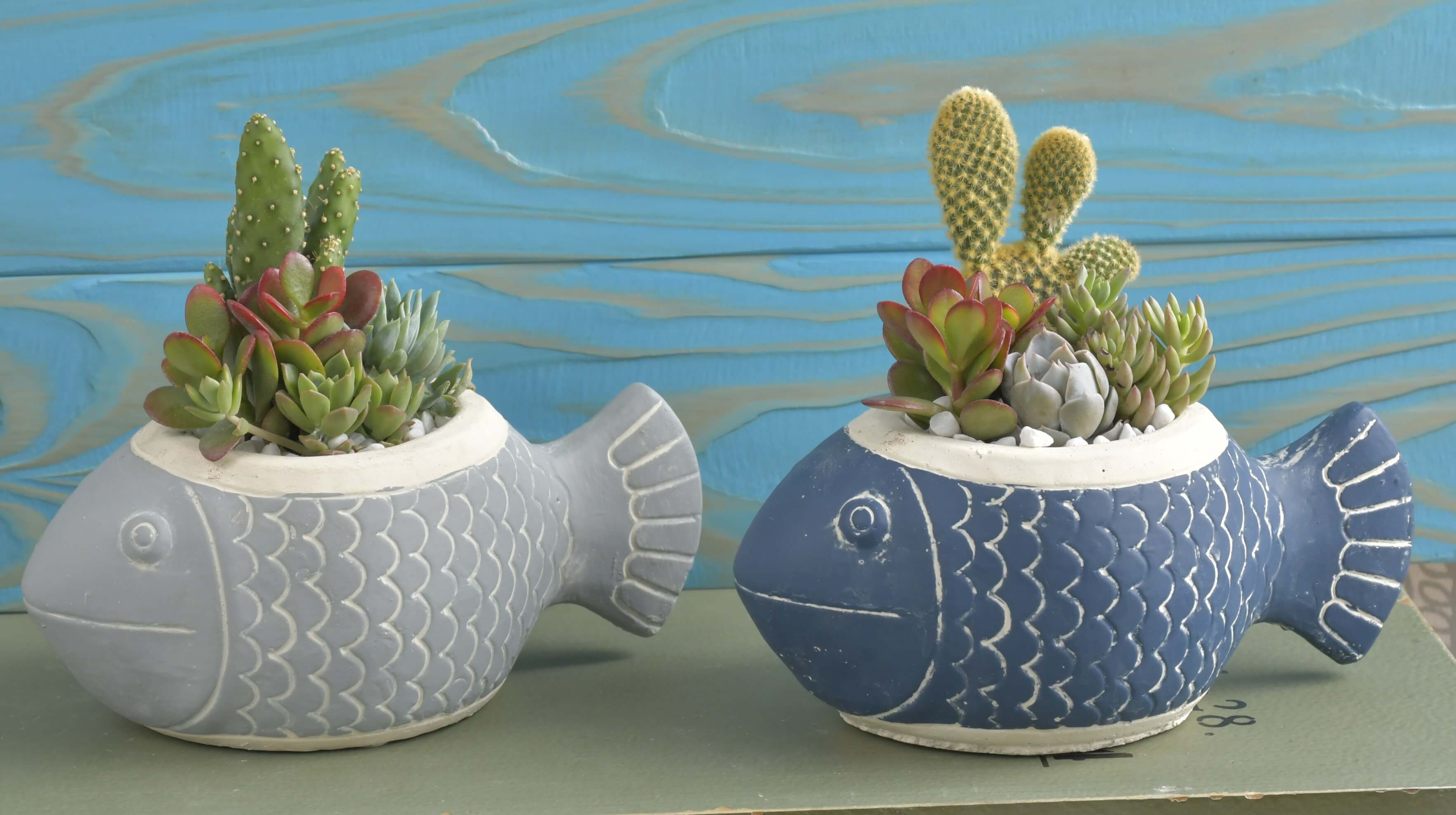 陶製ポット入り多肉寄せ植え販売中！】サボテン村岐孝園の高品質な多肉