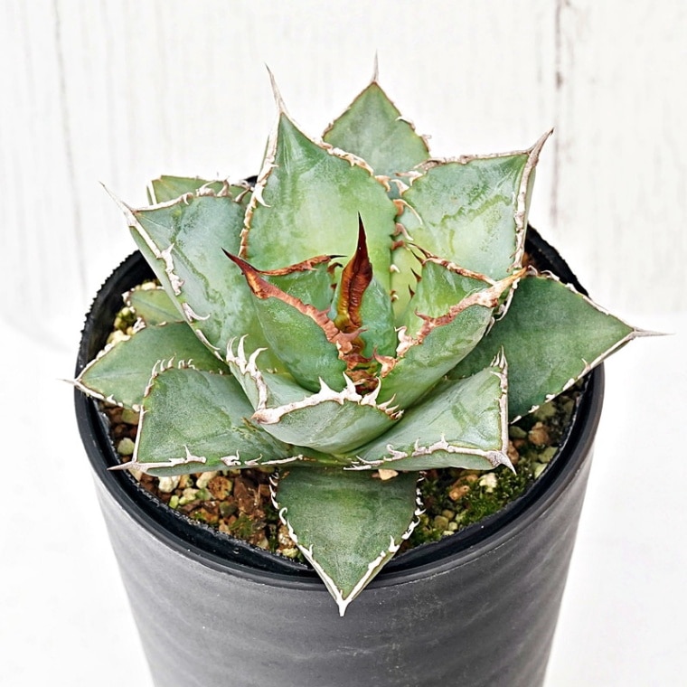 アガベ・チタノタ 海王 3.5号鉢 | | チタノタ銘品シリーズ | 四国