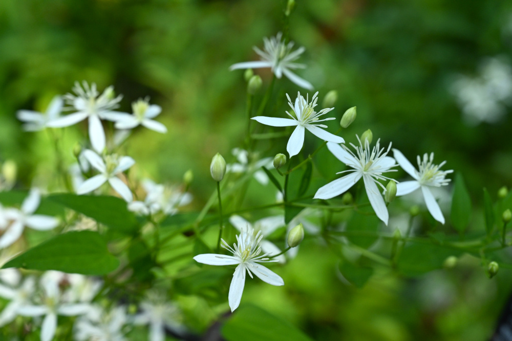 センニンソウが咲きました（8/29更新） | 見ごろの植物