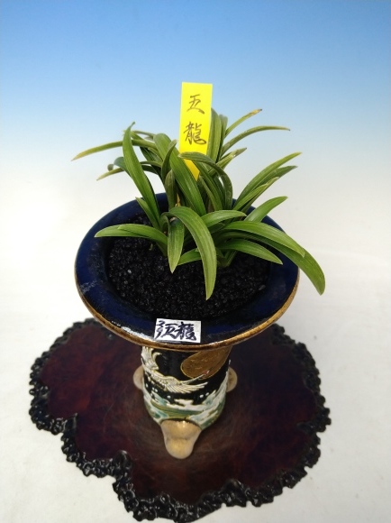 韓国春蘭 (仮)五龍 : 蘭万園日記