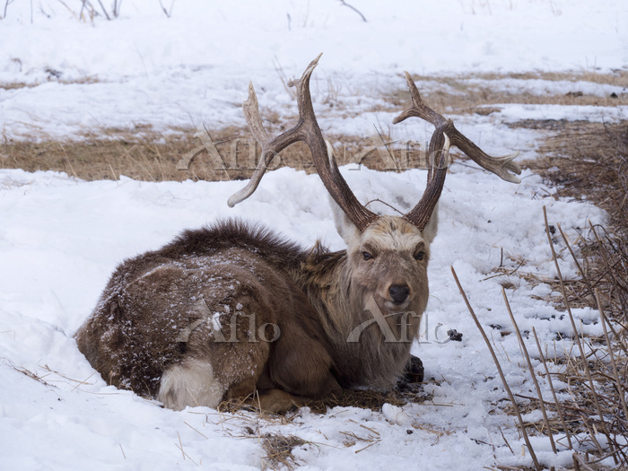 北海道 野付半島 変形角のエゾシカ（老鹿） [57706655]の写真素材 - アフロ