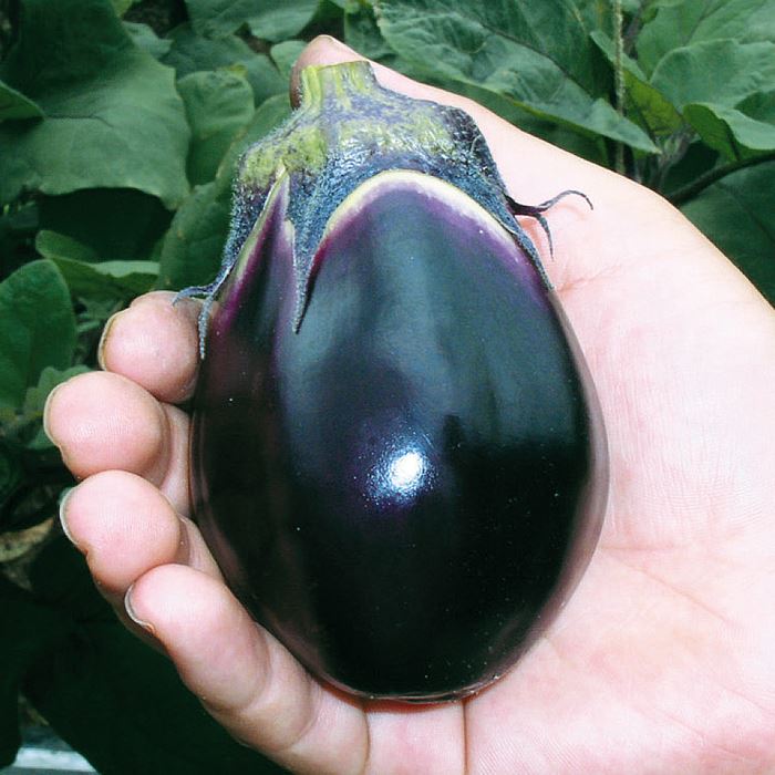 ナス 泉州絹皮水ナス｜種（タネ）,球根,苗,資材,ガーデニンググッズの