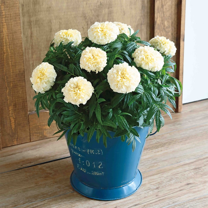 マリーゴールド ホワイトゴールド マックス｜種（タネ）,球根,苗,資材