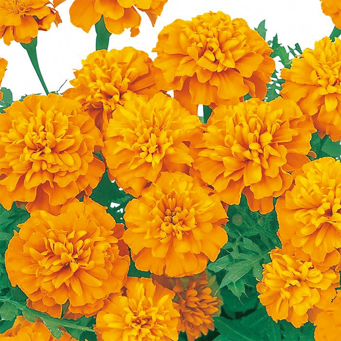 マリーゴールド マーチ オレンジ｜種（タネ）,球根,苗,資材