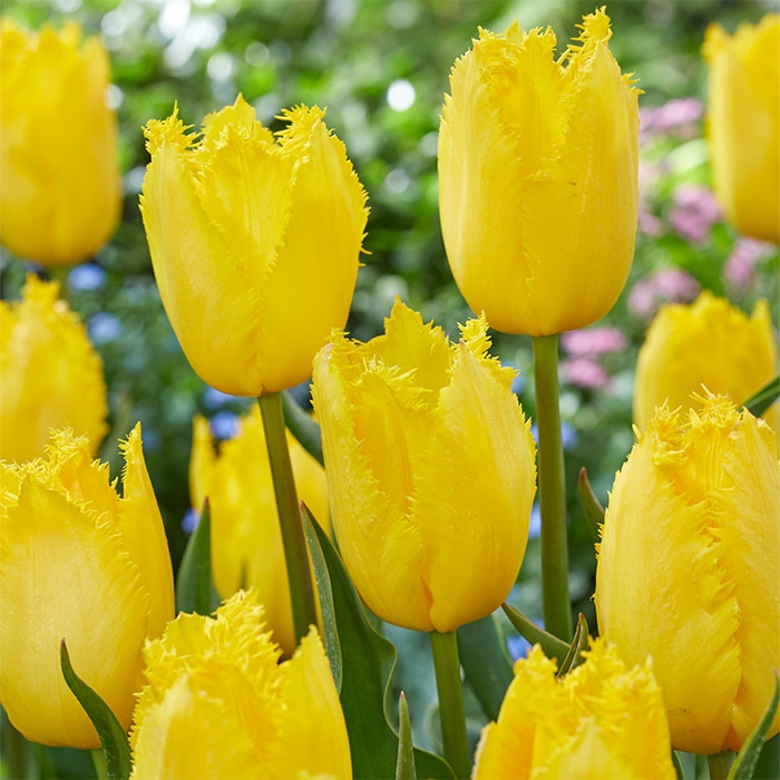 カラーパレット(R) チューリップ フリンジ咲き イエローファビオ｜種