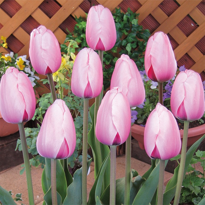 国産球チューリップ 超特大球一重咲き ピンクインプレッション｜種