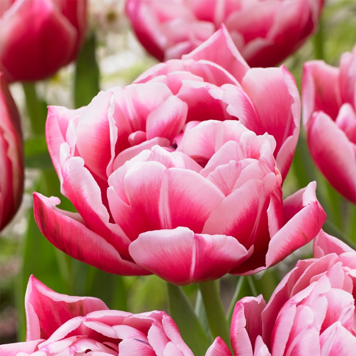 チューリップ 八重咲き コロンブス｜種（タネ）,球根,苗,資材