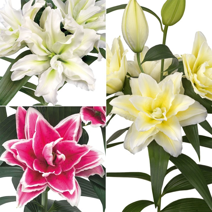 オリエンタルユリ ローズリリー 3種セット｜種（タネ）,球根,苗,資材